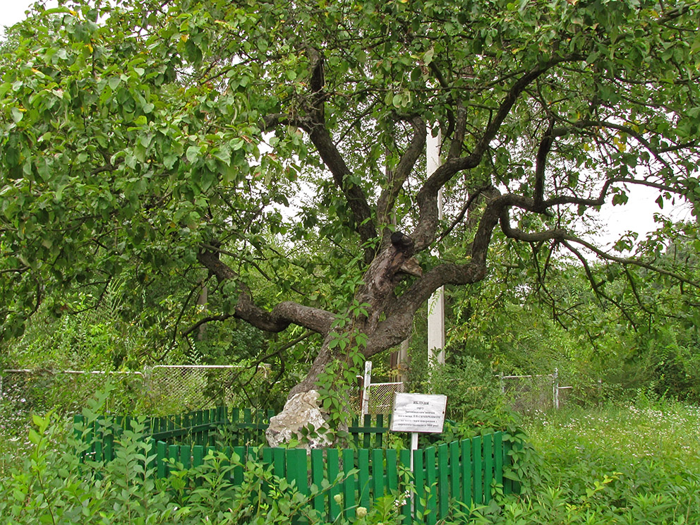 Мліїв